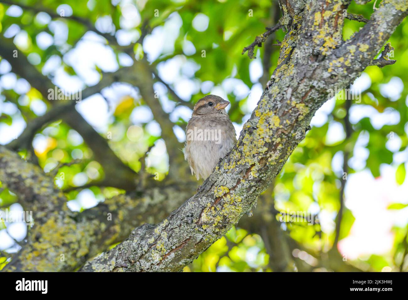 Sperling aus der Nähe auf einem Zweig mit einem verschwommenen grünen Hintergrund in seiner Umgebung und Umgebung. Nadelbäume. Stockfoto