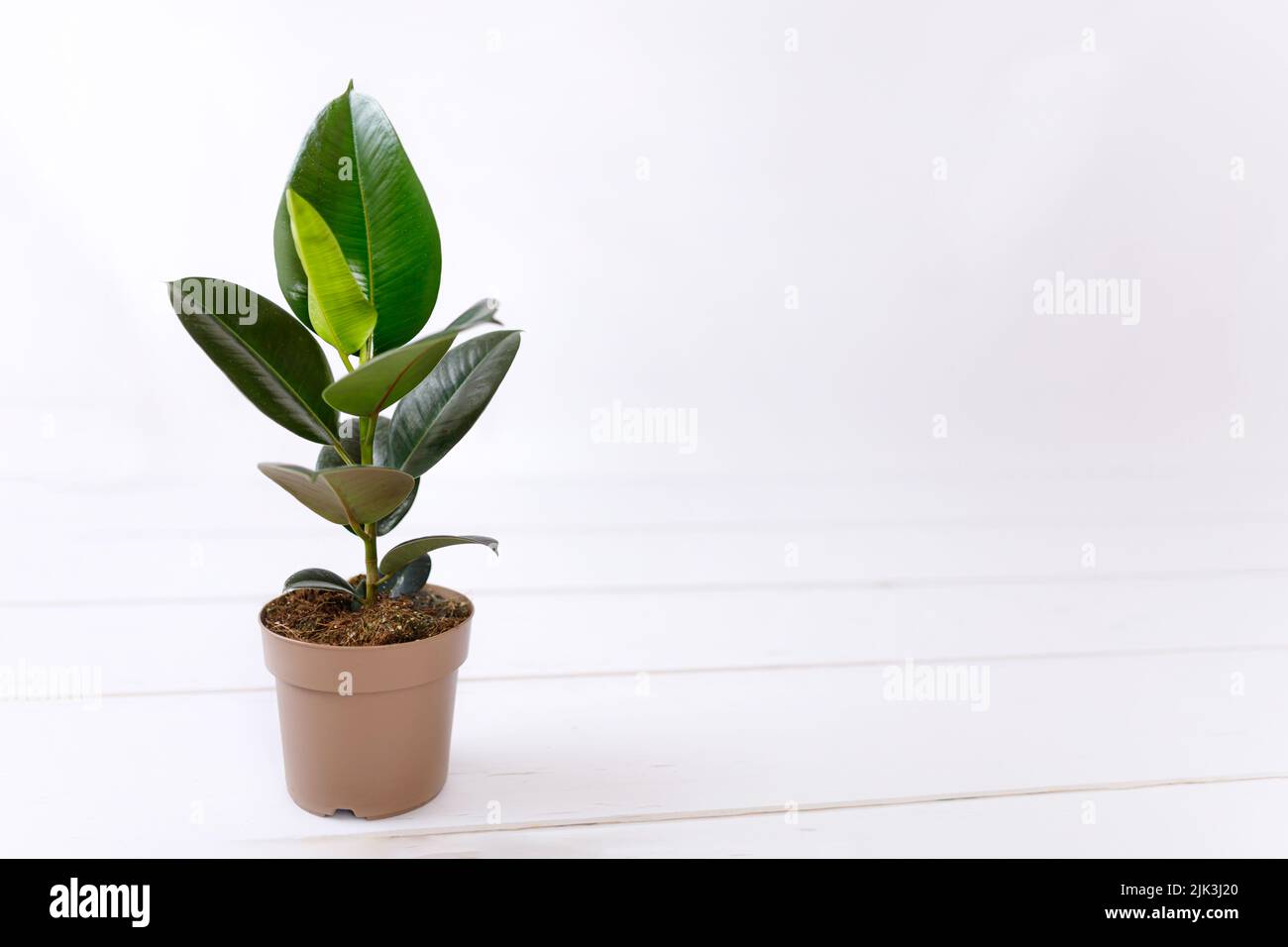 Gummi fig Ficus elastischem Pflanze mit grünen Blättern durch die weisse Wand Stockfoto