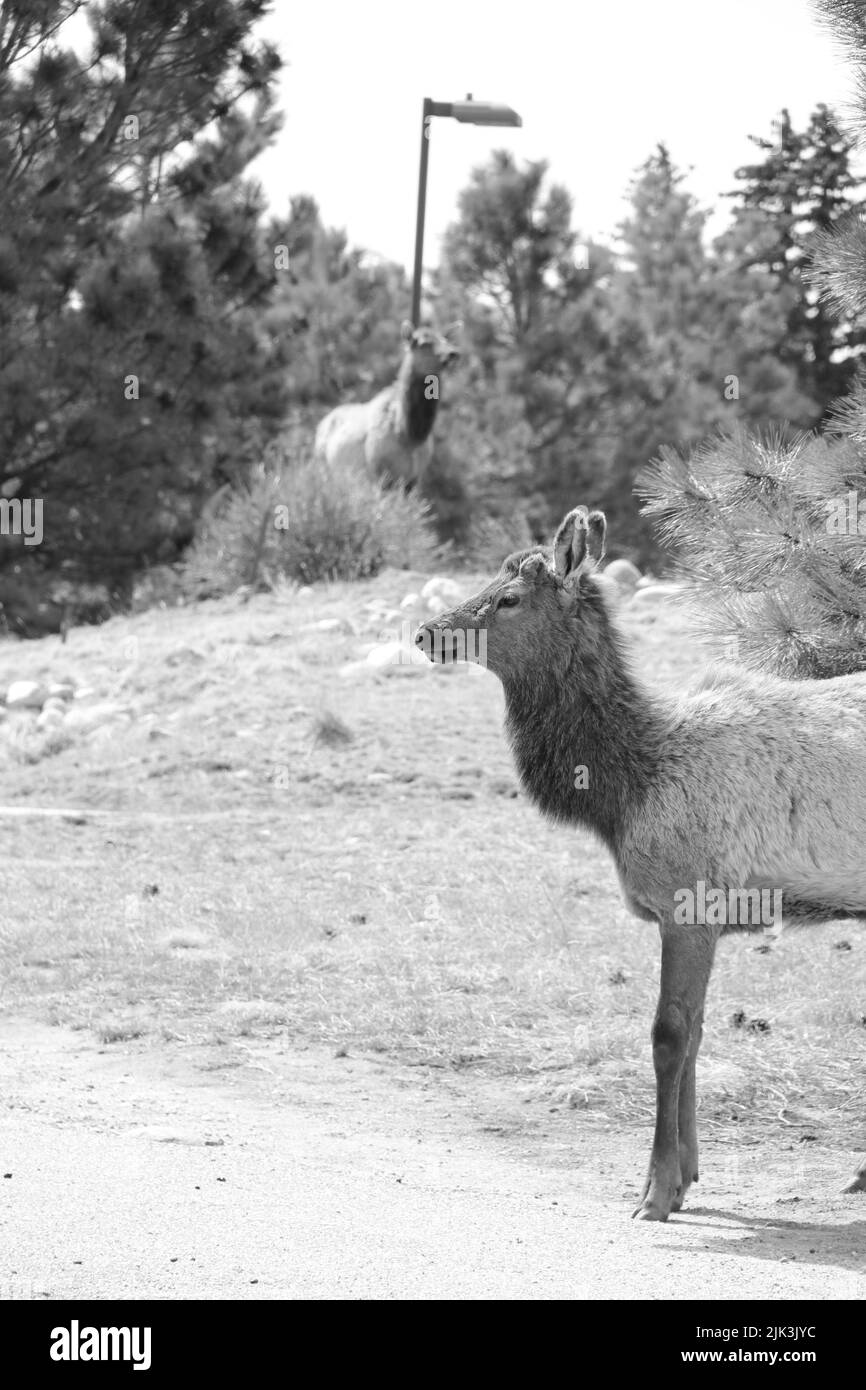 Schwarz-Weiß-Bild von Elchen im Rocky Mountain National Park, USA Stockfoto