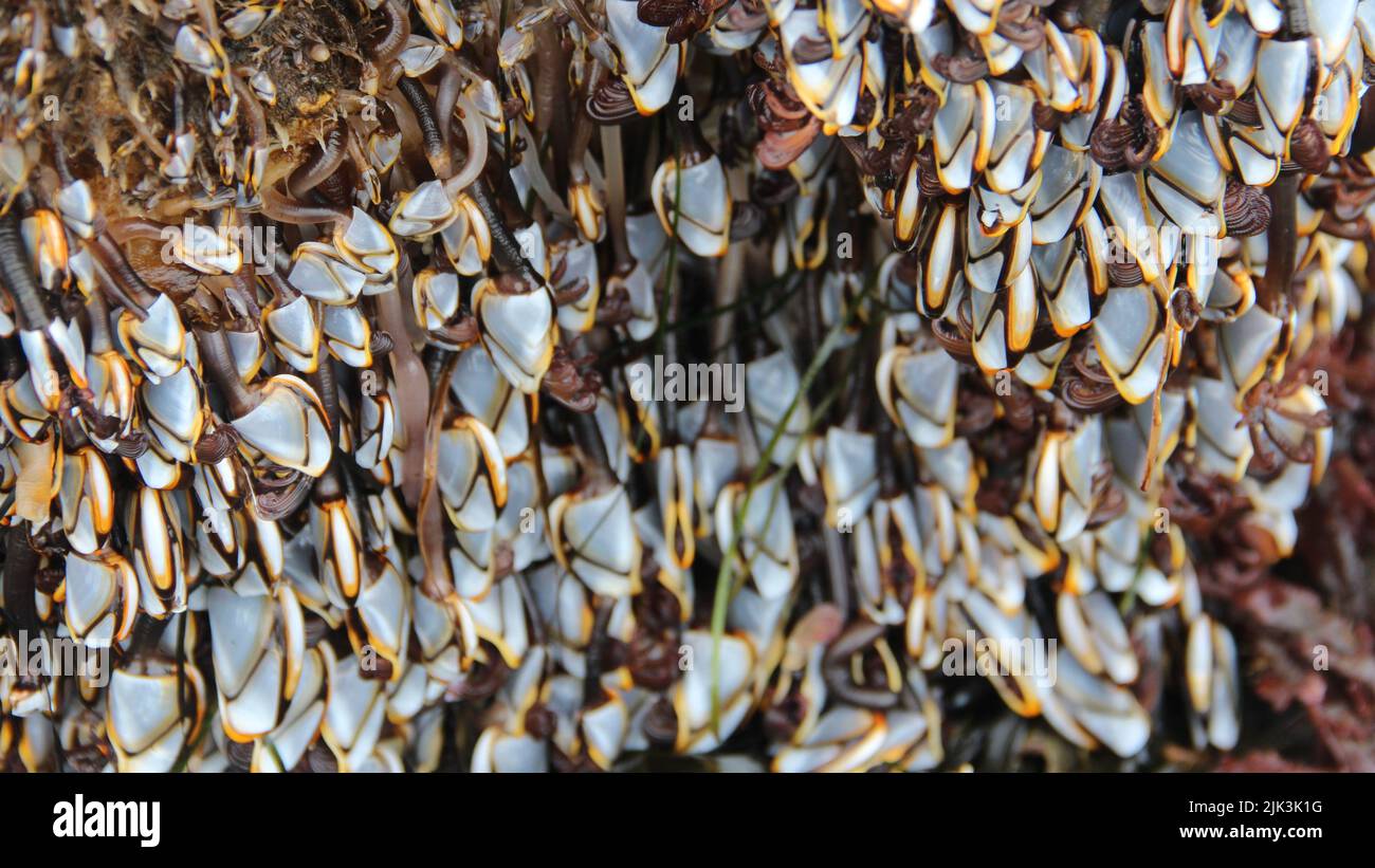 Nahaufnahme von Gänsedaunen, Washington State, Olympic National Park Stockfoto