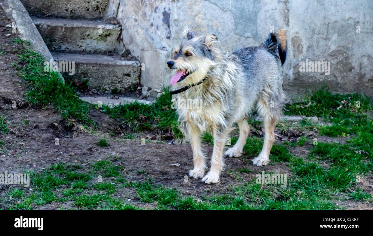 Nahaufnahme eines Hundes, der an einem warmen Frühlingstag im Mai in einem Hinterhof an alten Betontreppen steht. (Der Hund heißt Milo) Stockfoto