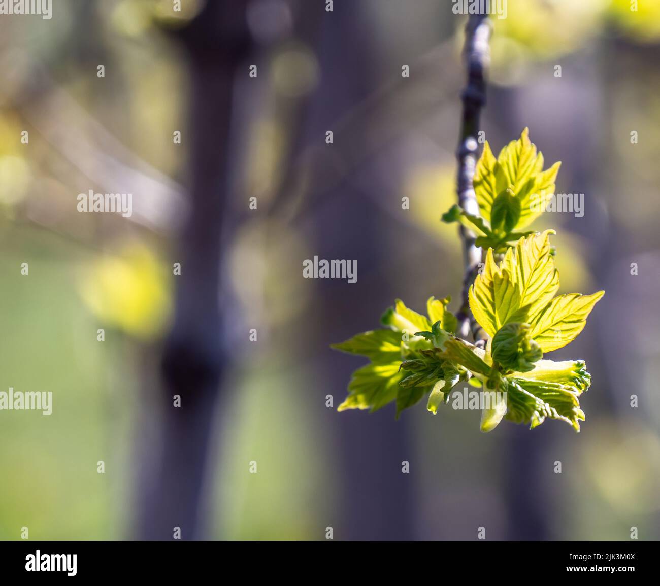 Nahaufnahme der neuen Frühlingsblätter auf einem Kastenholder-Ahornbaum, der an einem hellen sonnigen Tag im Mai am Waldrand wächst. Stockfoto