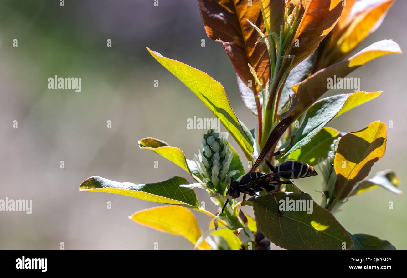 Nahaufnahme einer Wespe, die auf dem Ast eines gewöhnlichen Chokecherry-Baumes ruht, der an einem hellen sonnigen Frühlingstag im Mai auf einem Feld wächst. Stockfoto