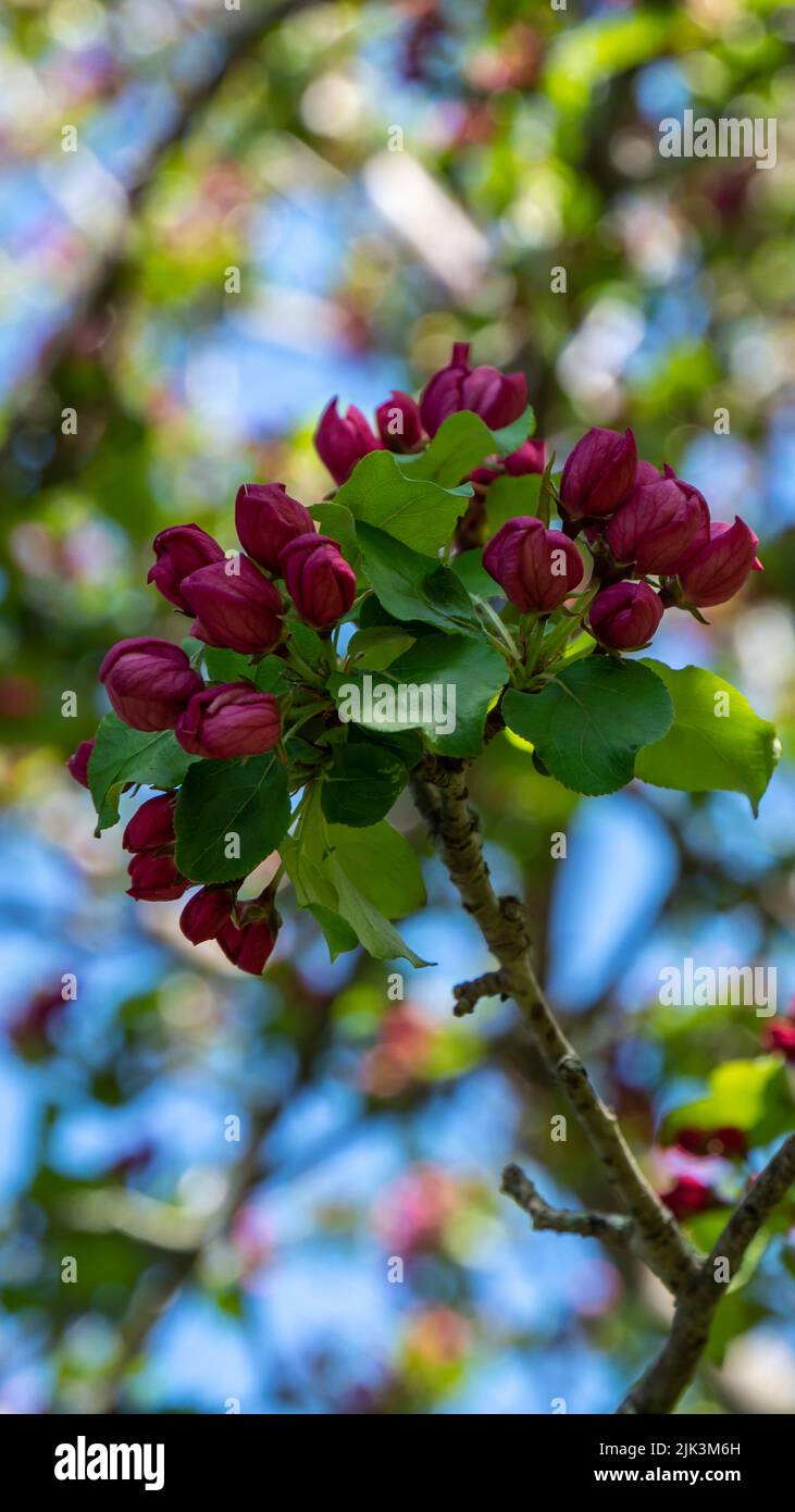 Nahaufnahme der rosa Blütenblüten auf einem wilden Apfelbaum, der an einem hellen sonnigen Frühlingstag im Mai am Waldrand wächst. Stockfoto