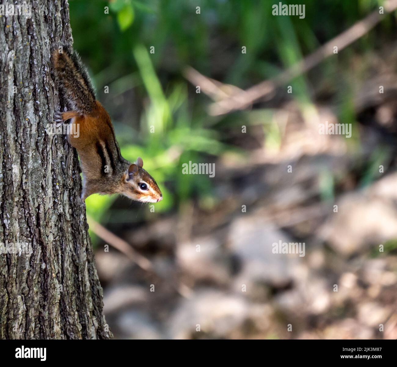 Nahaufnahme eines Chipmunks, der an einem warmen sonnigen Frühlingstag im Mai im Wald wächst und einen verschwommenen Hintergrund hat, der an der Seite eines Baumstamms klettert. Stockfoto