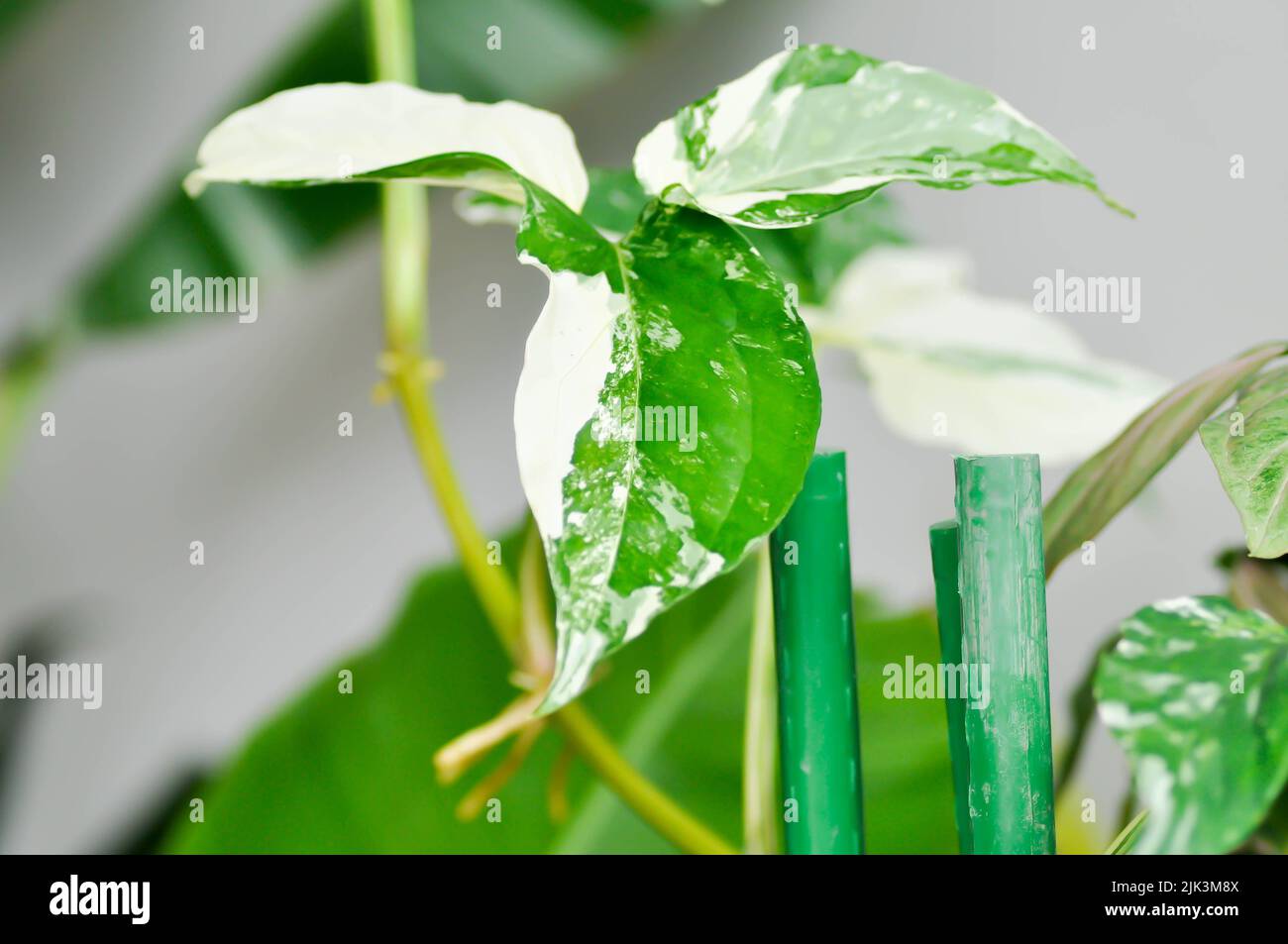 Syngonium podophyllum, Arrowhead-Rebe oder Schwanenfußpflanze oder Araceae-Pflanze Stockfoto