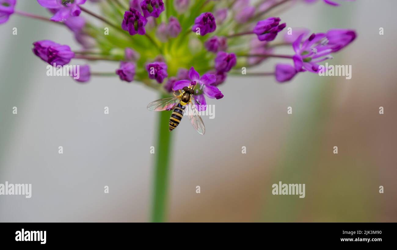 Nahaufnahme einer Schwebefliege, die Nektar aus den violetten Blüten einer wilden Lauchpflanze sammelt, die an einem hellen sonnigen Frühlingstag im Mai in einem Garten wächst. Stockfoto