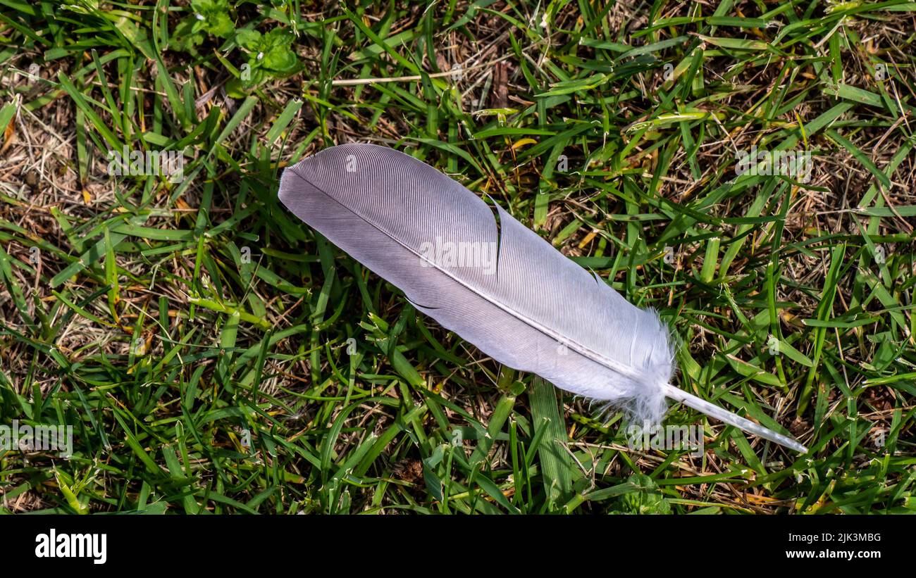 Nahaufnahme einer Vogelfeder, die an einem warmen Frühlingstag im Mai im Gras auf dem Boden liegt. Stockfoto