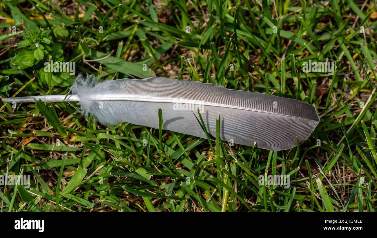 Nahaufnahme einer Vogelfeder, die an einem warmen Frühlingstag im Mai im Gras auf dem Boden liegt. Stockfoto