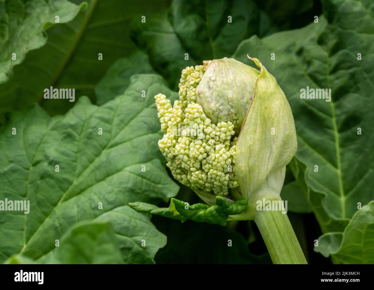 Nahaufnahme der weißen Blütenknospen einer Rhabarberpflanze, die sich an einem warmen Frühlingstag im Mai mit einem verschwommenen Hintergrund zur Blüte in einem Garten bereit macht. Stockfoto