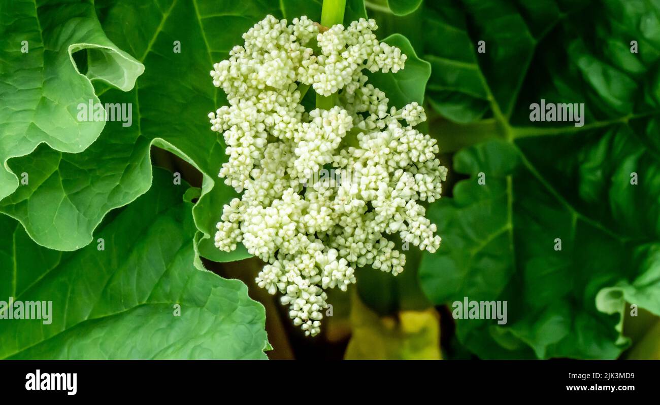 Nahaufnahme der weißen Blütenknospen einer Rhabarberpflanze, die sich an einem warmen Frühlingstag im Mai mit einem verschwommenen Hintergrund zur Blüte in einem Garten bereit macht. Stockfoto