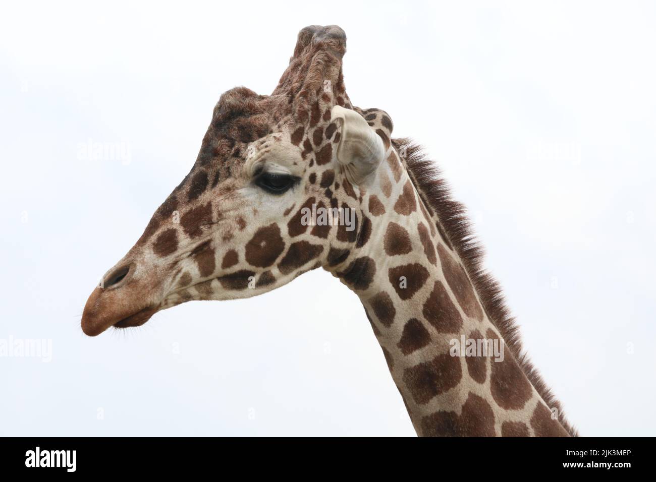 Nahaufnahme der Giraffe Stockfoto