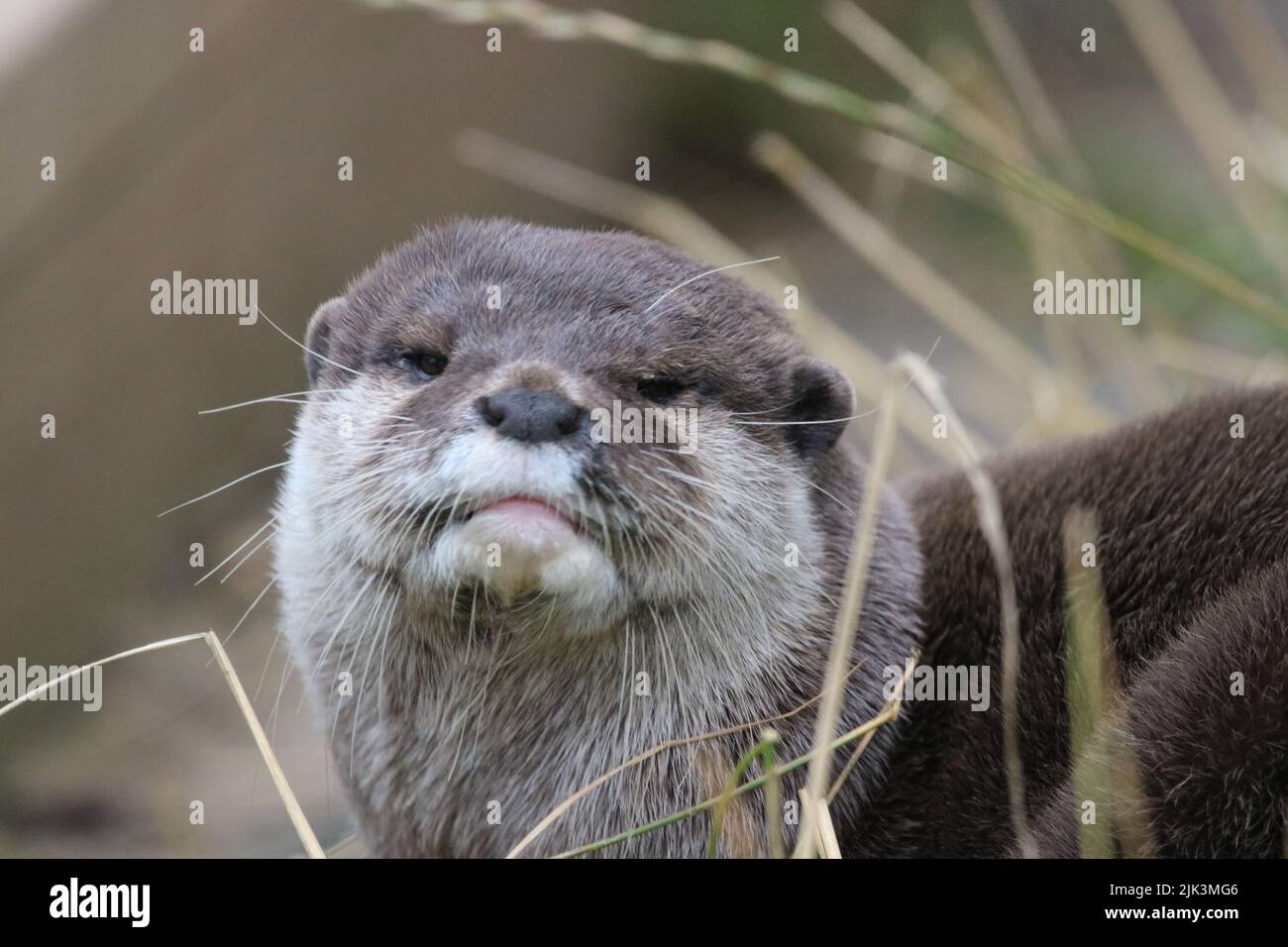Ein kurzklaubiger Otter, der nach Essen schaut Stockfoto