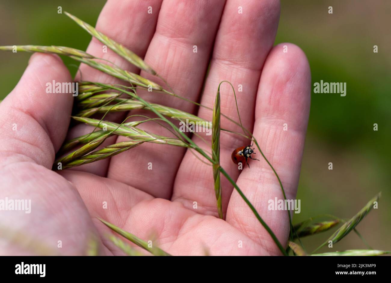 Nahaufnahme einer menschlichen Hand, die einen winzigen Marienkäfer und die Samenschoten einer Bromgraspflanze an einem warmen, sonnigen Tag im Juni mit verschwommenem Hintergrund hält. Stockfoto