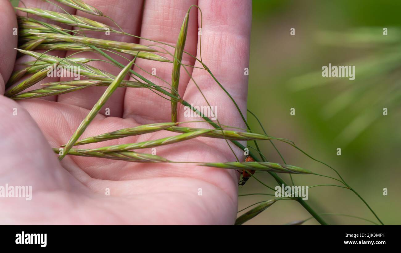 Nahaufnahme einer menschlichen Hand, die einen winzigen Marienkäfer und die Samenschoten einer Bromgraspflanze an einem warmen, sonnigen Tag im Juni mit verschwommenem Hintergrund hält. Stockfoto