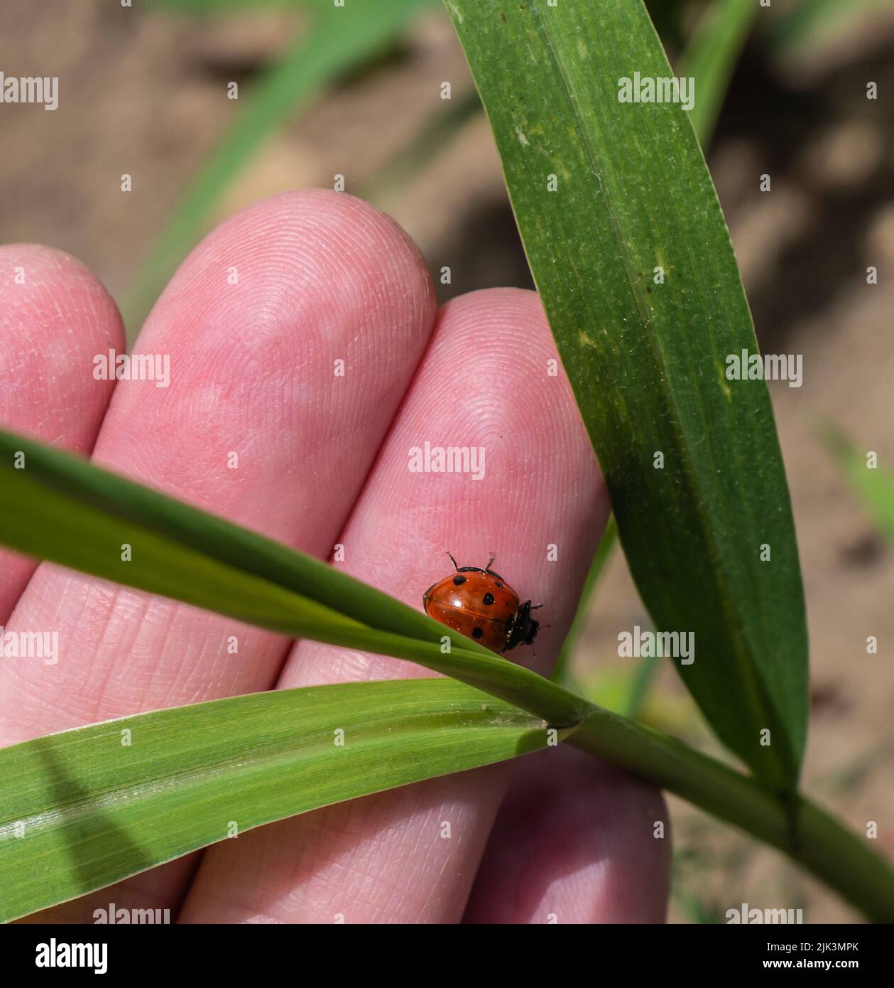 Nahaufnahme einer menschlichen Hand, die einen winzigen Marienkäfer und die Blätter einer Graspflanze an einem warmen, sonnigen Tag im Juni mit verschwommenem Hintergrund hält. Stockfoto