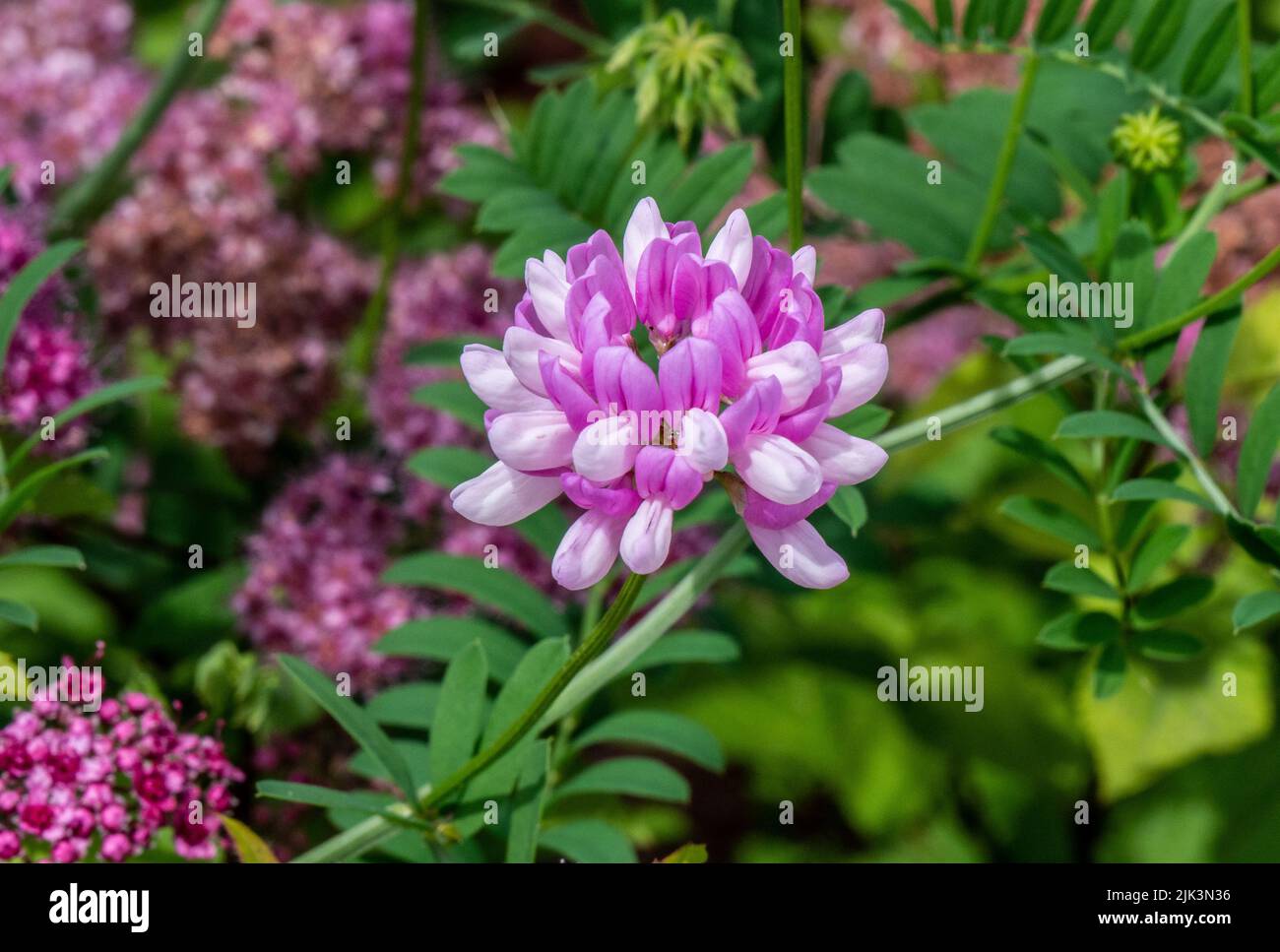 Nahaufnahme der rosa Blume einer gewöhnlichen Kronenvetch-Pflanze, die an einem hellen Sommertag im Juni in einem Blumengarten wächst und einen verschwommenen Hintergrund hat. Stockfoto