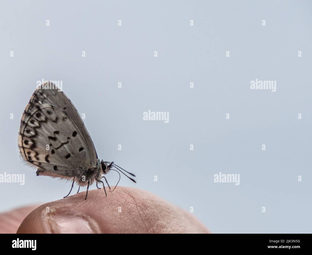 Nahaufnahme eines winzigen blauen Frühlings-azurblauen Schmetterlings, der an einem warmen Sommertag im Juni auf einem menschlichen Finger ruht und einen verschwommenen Hintergrund hat. Stockfoto