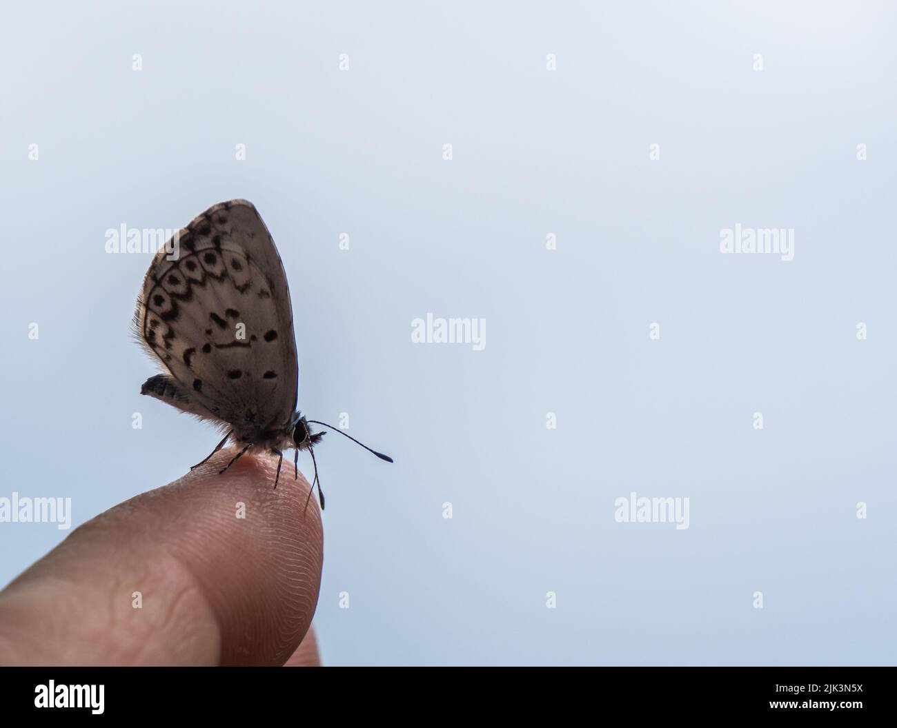 Nahaufnahme eines winzigen blauen Frühlings-azurblauen Schmetterlings, der an einem warmen Sommertag im Juni auf einem menschlichen Finger ruht und einen verschwommenen Hintergrund hat. Stockfoto