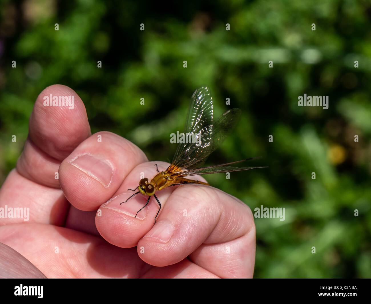 Nahaufnahme einer weißgesichtigen Wiesenfalke-Libelle, die an einem hellen Sommertag im juli auf einer menschlichen Hand ruht und einen verschwommenen Hintergrund hat. Stockfoto