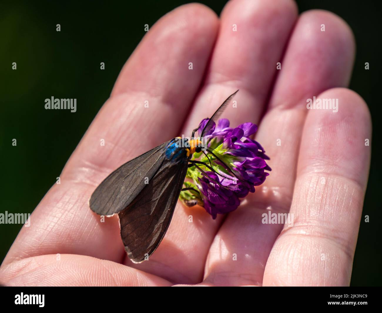 Nahaufnahme einer virginia Ctenucha-Tigmote, die Nektar aus einer purpurnen Luzerne sammelt, die in einer menschlichen Hand gehalten wird. Stockfoto