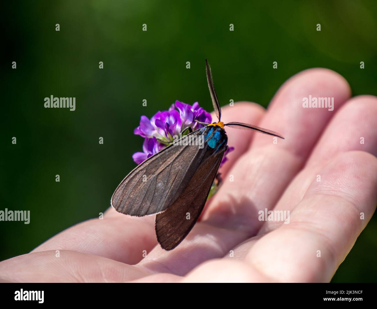Nahaufnahme einer virginia Ctenucha-Tigmote, die Nektar aus einer purpurnen Luzerne sammelt, die in einer menschlichen Hand gehalten wird. Stockfoto
