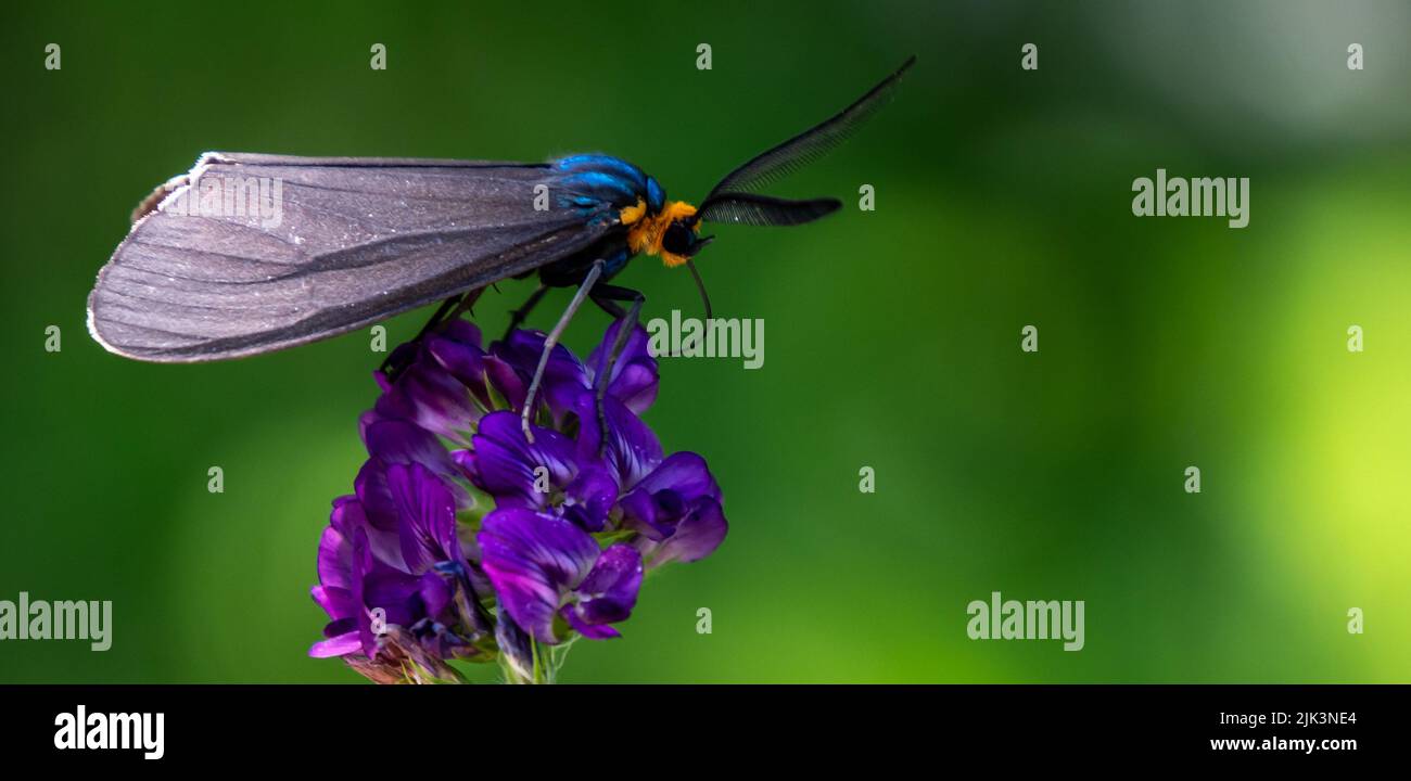 Nahaufnahme einer virginia Ctenucha-Tigmote, die Nektar aus einer purpurnen Luzerne sammelt. Stockfoto