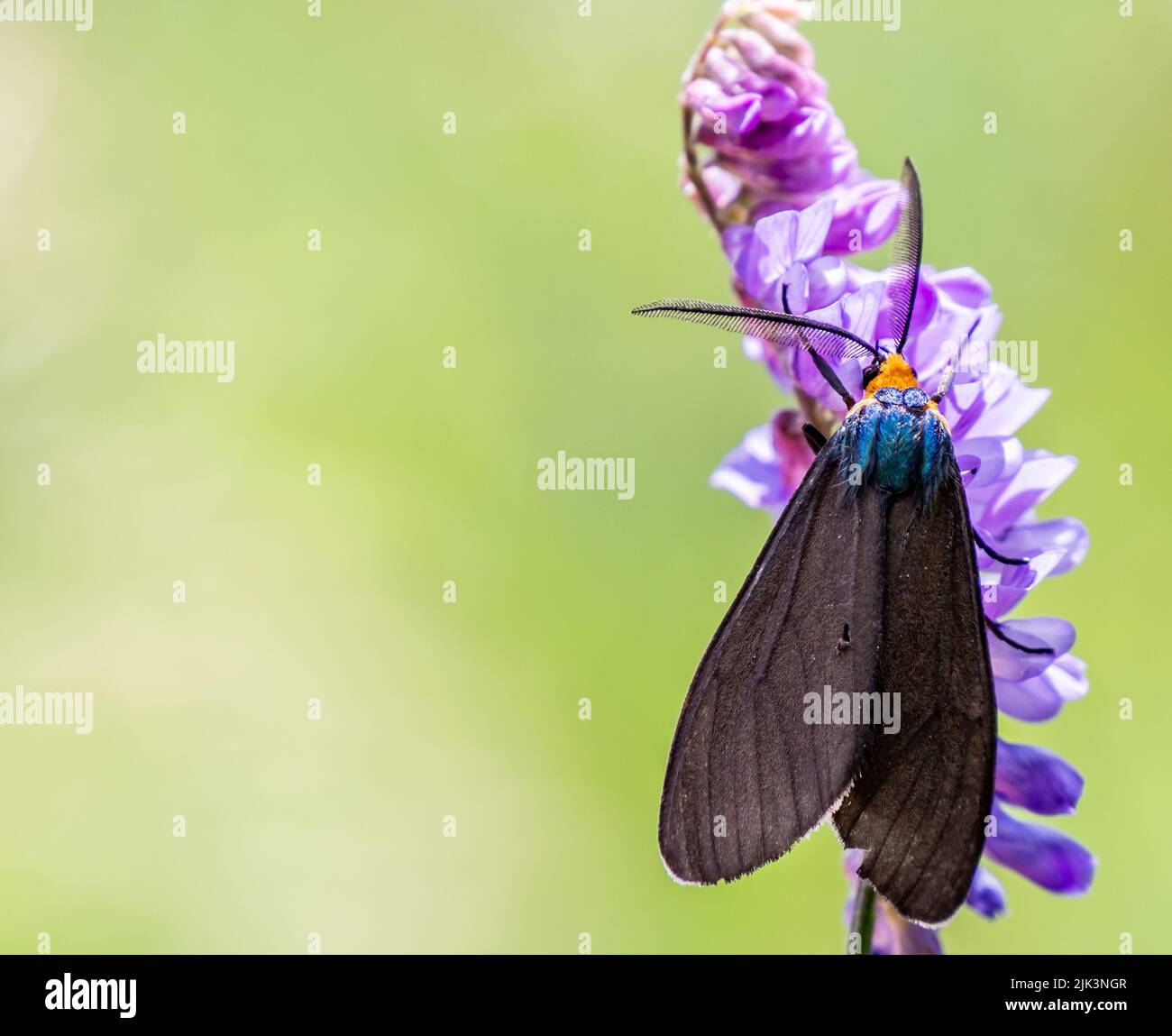 Nahaufnahme einer virginia Ctenucha-Tigmote, die Nektar von einer violetten Kuh-Vetch-Blume sammelt. Stockfoto