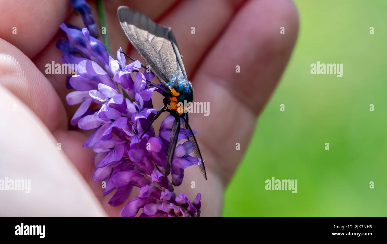 Nahaufnahme einer virginia Ctenucha-Tigmote, die Nektar von einer violetten Kuh-Vetch-Blume sammelt, die in einer menschlichen Hand gehalten wird. Stockfoto