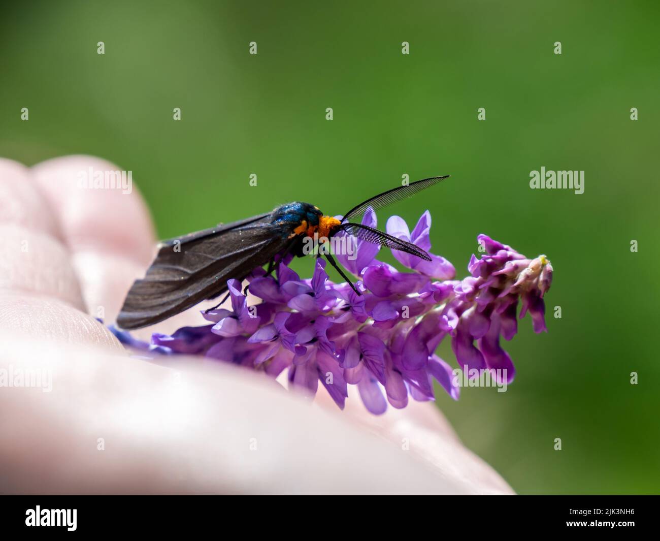 Nahaufnahme einer virginia Ctenucha-Tigmote, die Nektar von einer violetten Kuh-Vetch-Blume sammelt, die in einer menschlichen Hand gehalten wird. Stockfoto
