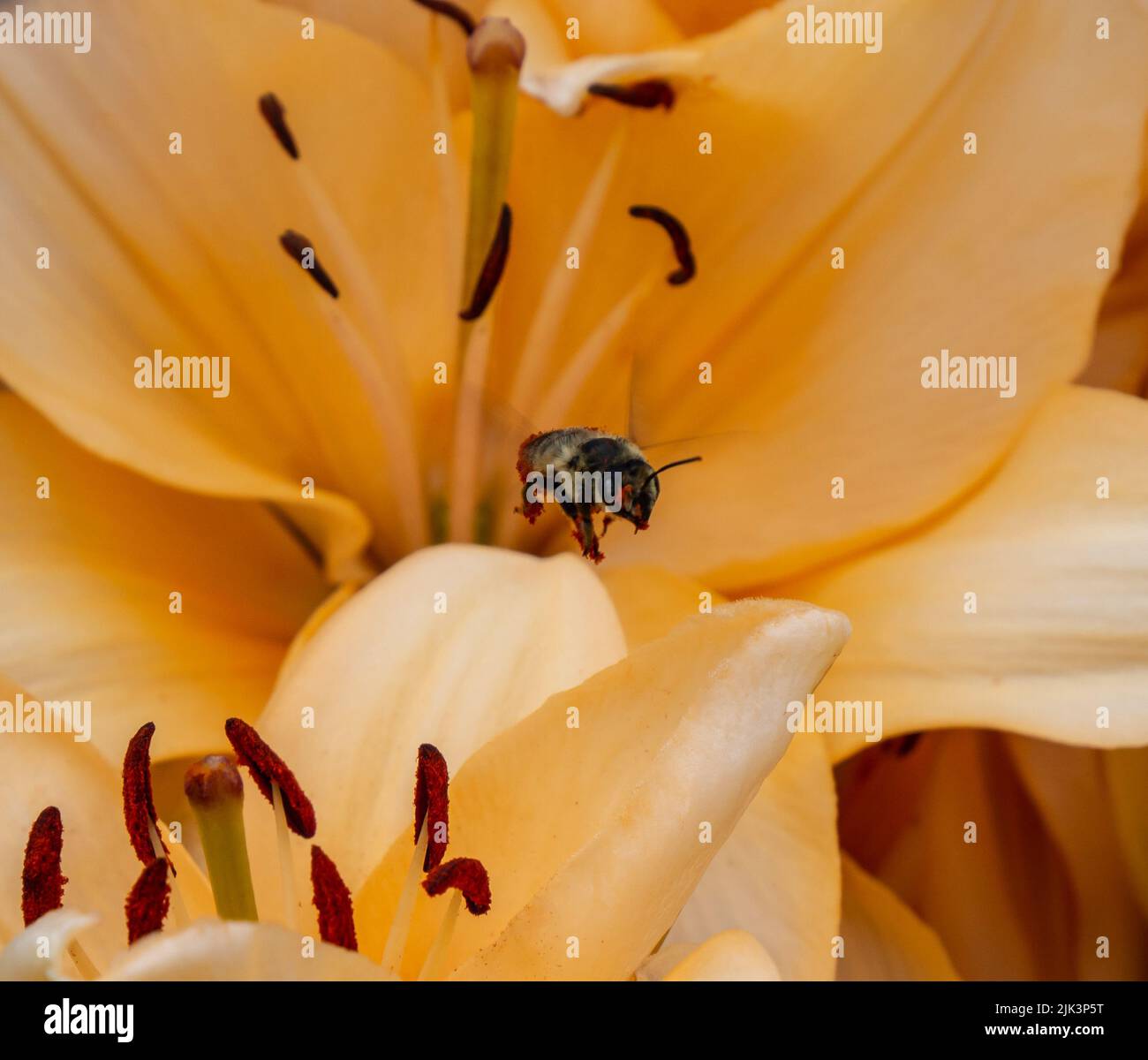 Nahaufnahme einer urbane Gärtnerbiene, die Nektar aus einer Lilienblume sammelt, die an einem Sommertag im Juli in einem Garten wächst. Stockfoto