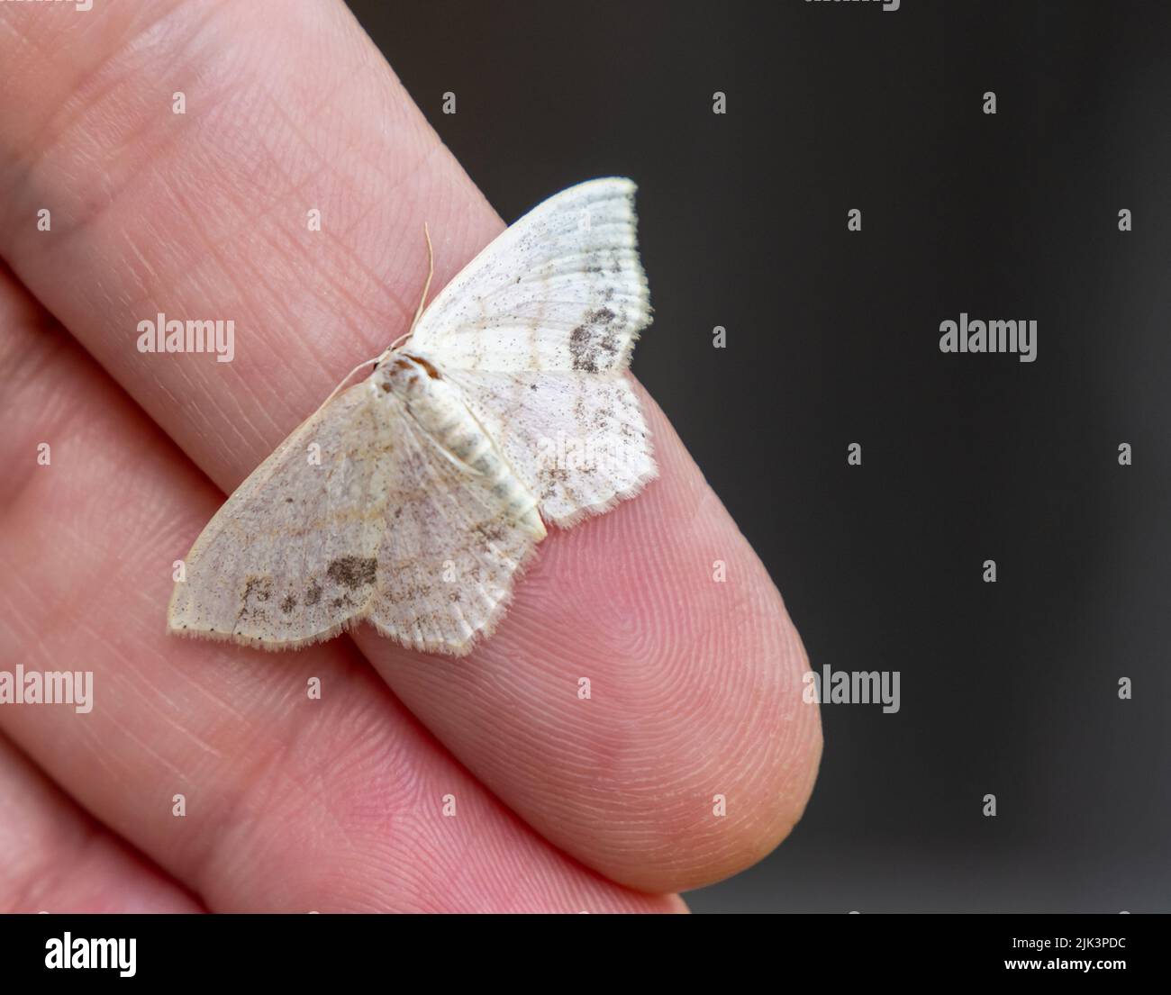Nahaufnahme einer winzigen weißen Motte, die auf einer menschlichen Hand mit verschwommenem Hintergrund liegt Stockfoto