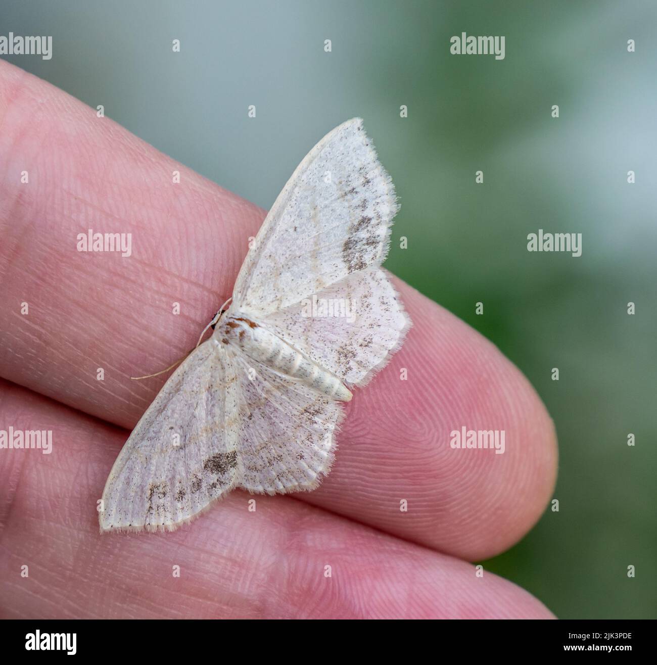 Nahaufnahme einer winzigen weißen Motte, die auf einer menschlichen Hand mit verschwommenem Hintergrund liegt Stockfoto