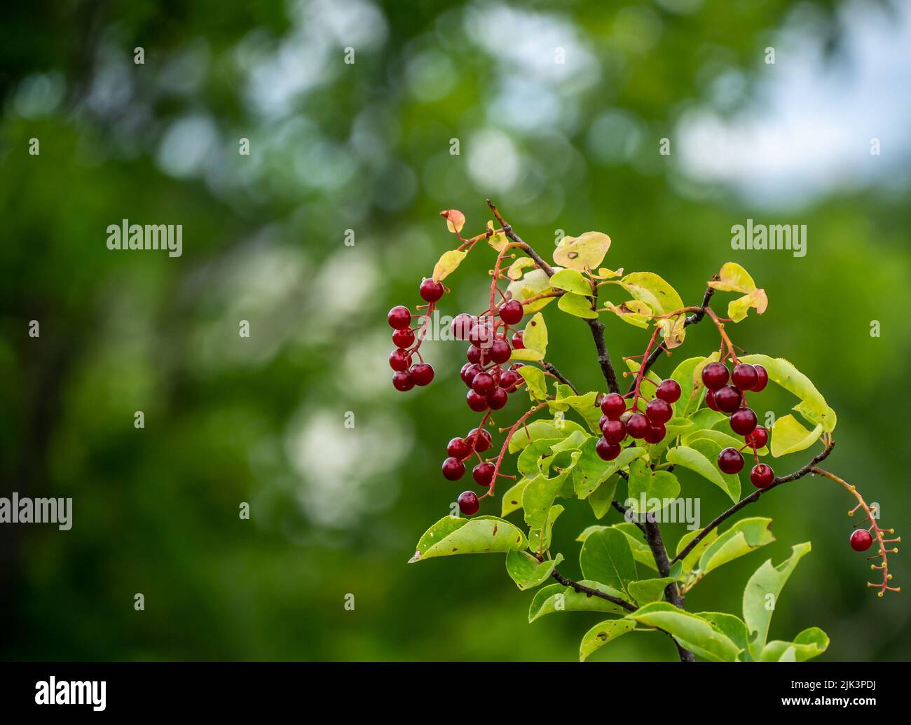 Nahaufnahme der roten Beeren auf einem gemeinsamen Chokecherry-Baum, der an einem warmen Sommertag im Juli am Waldrand wächst. Stockfoto