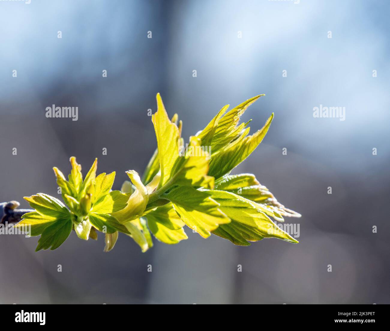 Nahaufnahme der neuen Frühlingsblätter auf einem Kastenholder-Ahornbaum, der an einem hellen sonnigen Tag im Mai am Waldrand wächst. Stockfoto