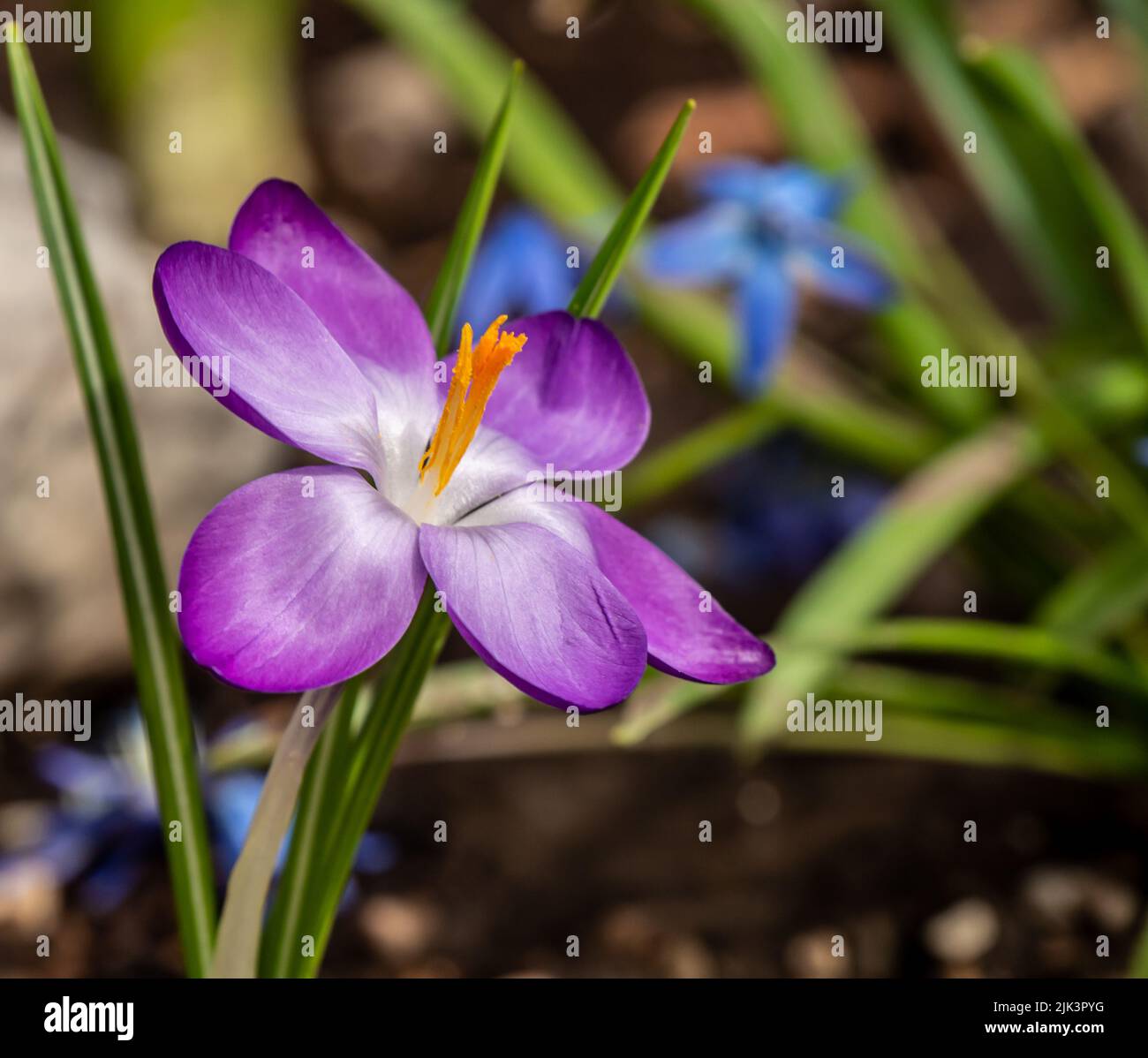 Nahaufnahme einer violetten Krokusblüte im Wald, die an einem warmen Frühlingstag im April in einem Garten mit verschwommenem Hintergrund blüht. Stockfoto