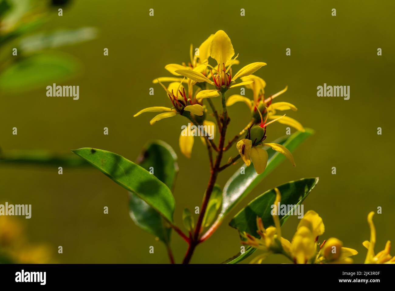 Die blühende Goldduschpflanze ist gelb und trägt Früchte, die eine grüne runde Form haben, der Hintergrund der Blätter ist verschwommen Stockfoto