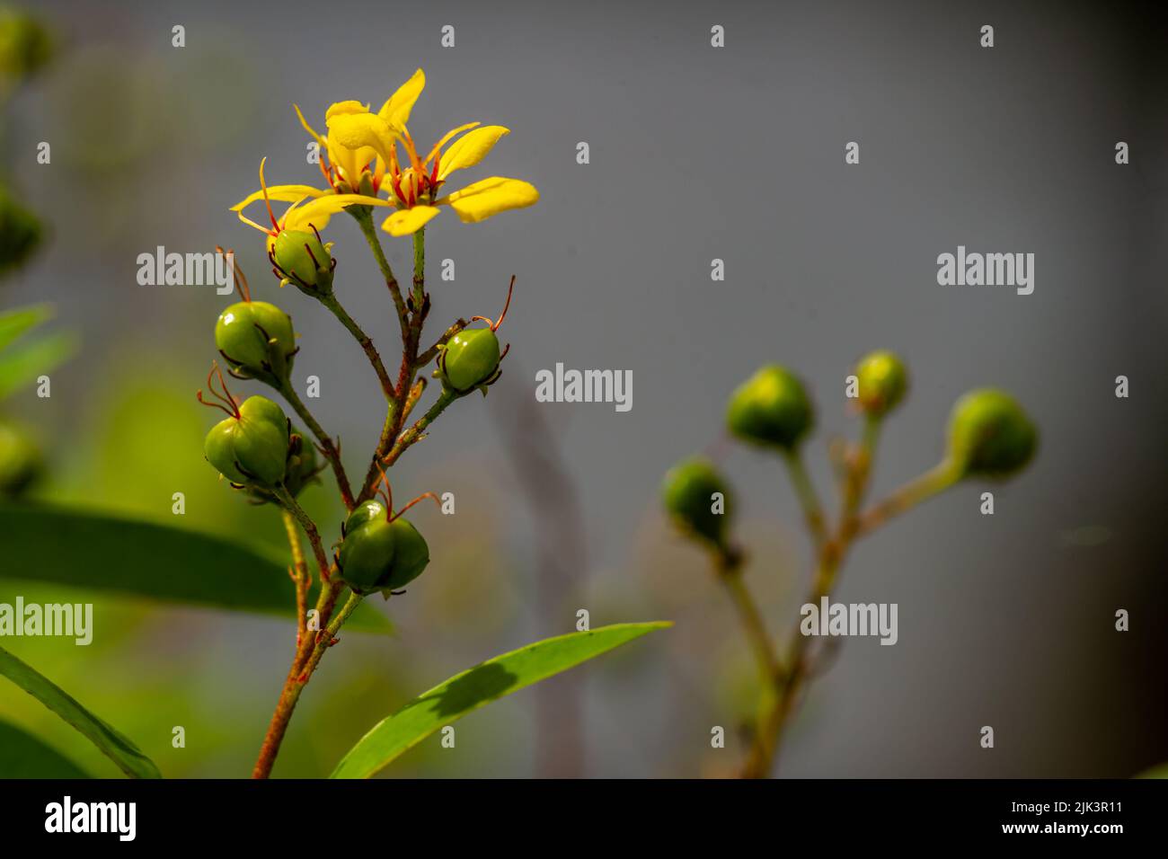 Die blühende Goldduschpflanze ist gelb und trägt Früchte, die eine grüne runde Form haben, der Hintergrund der Blätter ist verschwommen Stockfoto
