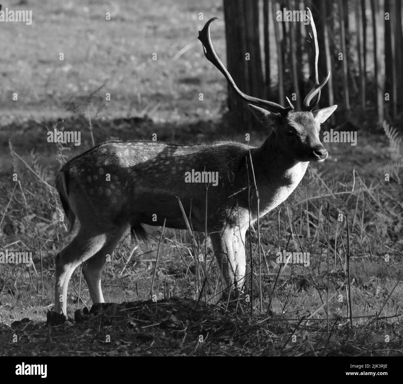 Junger Damhirsch in Schwarz und Weiß Stockfoto