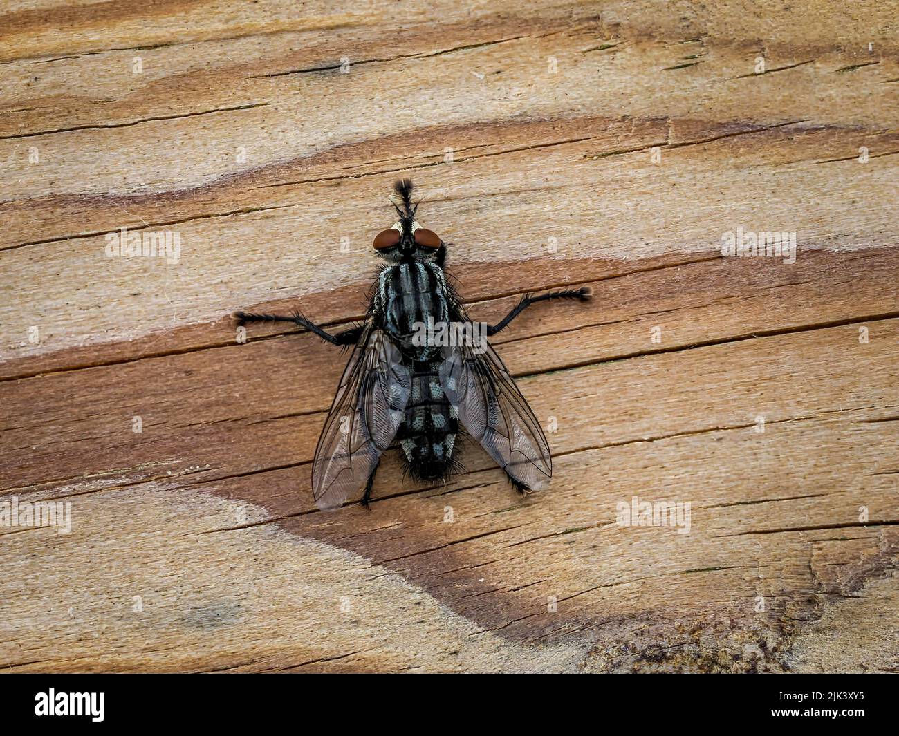 Fokus gestapelt Nahaufnahme einer Flesh Fly (Sarcophagidae) Stockfoto