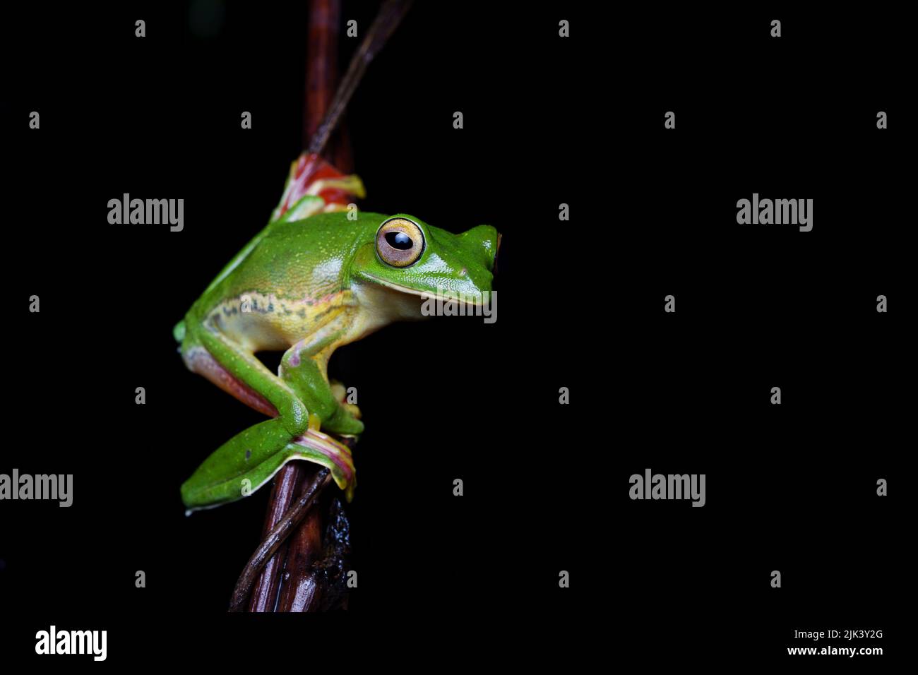 Malabar-Gleitfrosch (Rhacophorus malabaricus) ist eine rhakophoride Baumfroschart, die in den Westghats Indiens gefunden wird. Stockfoto