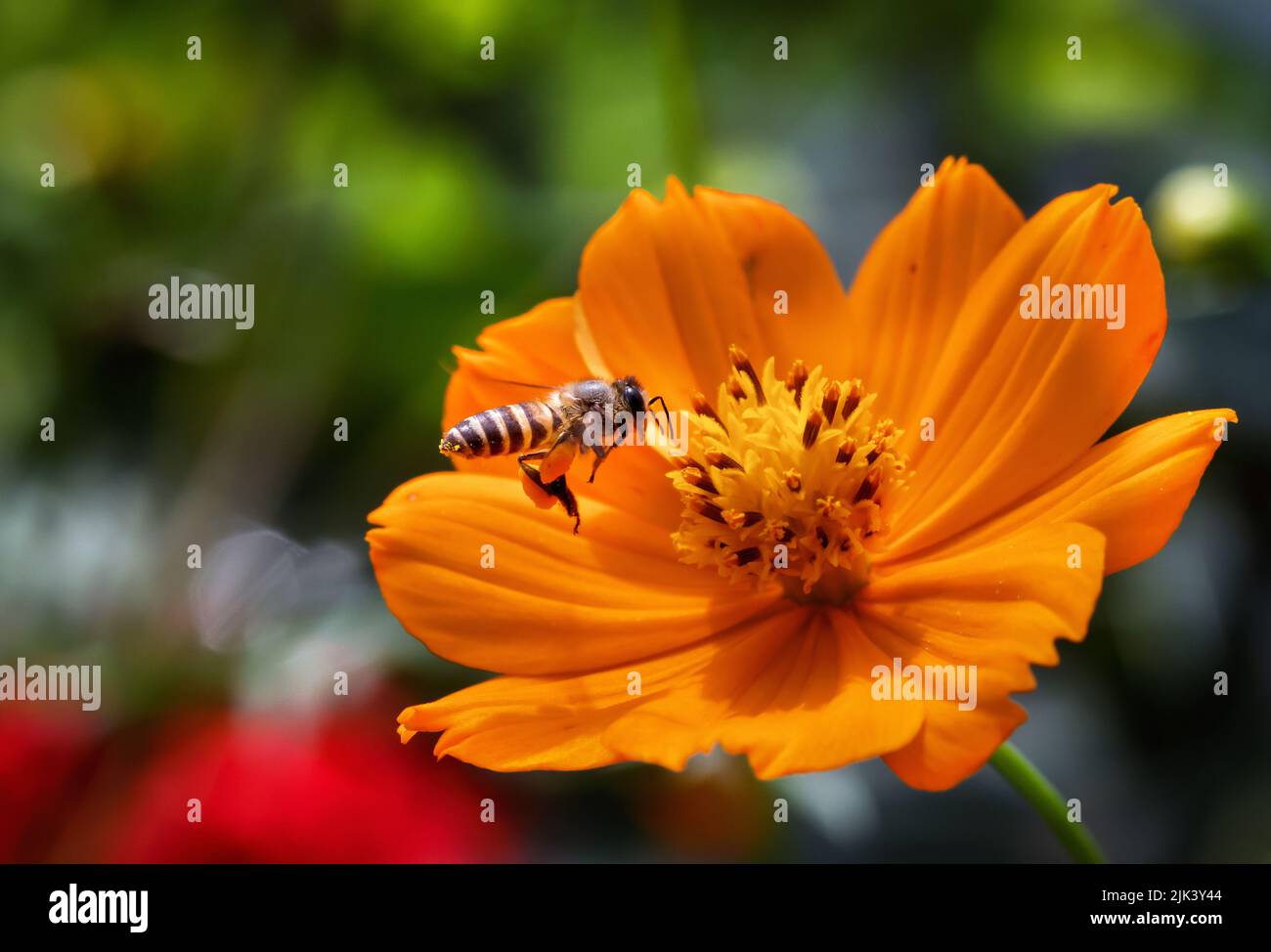 Fliegende Honigbiene sammelt Pollen aus der Blüte. Dieses Foto wurde aus Bangladesch aufgenommen. Stockfoto