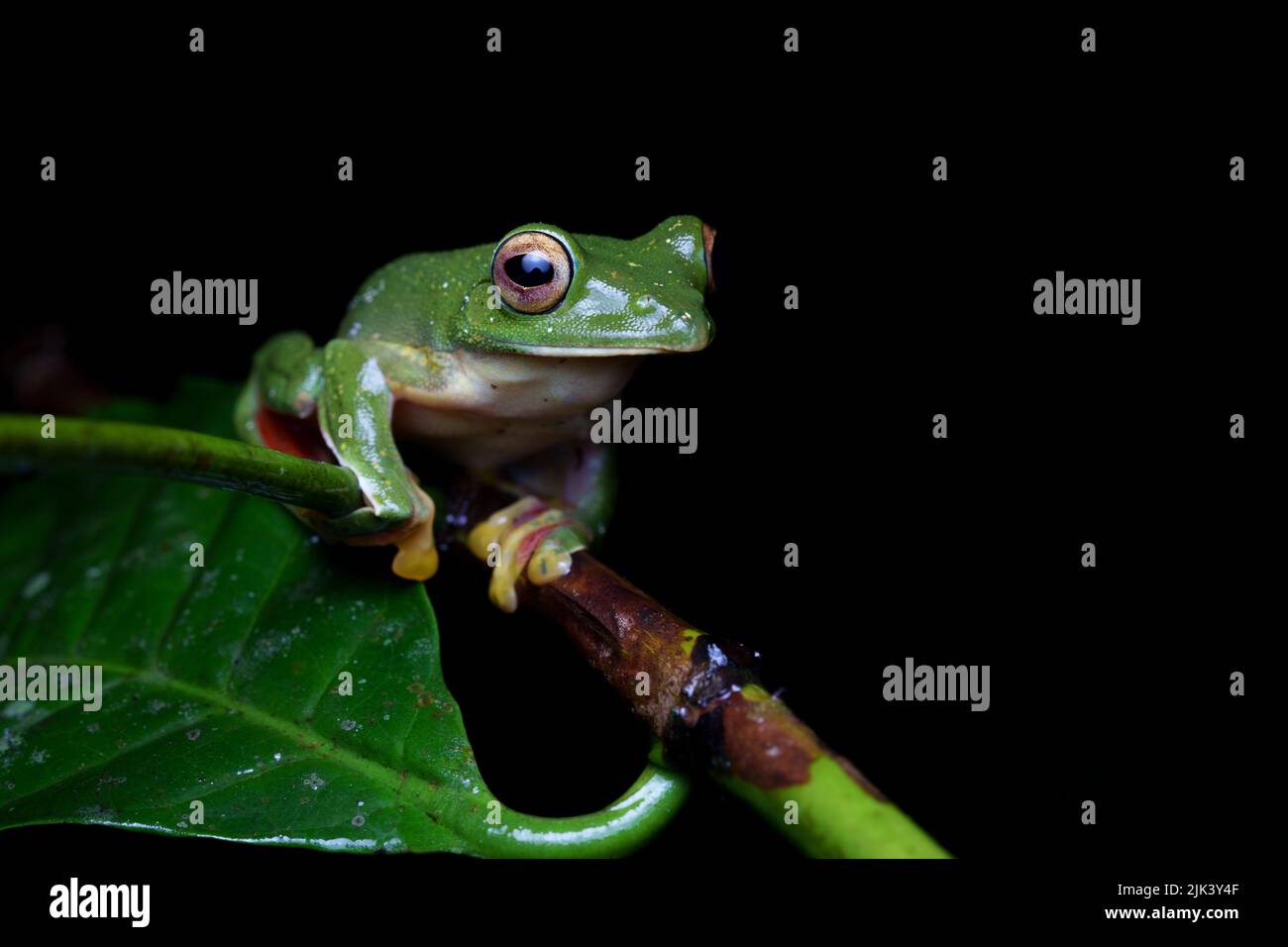 Malabar-Gleitfrosch (Rhacophorus malabaricus) ist eine rhakophoride Baumfroschart, die in den Westghats Indiens gefunden wird. Stockfoto