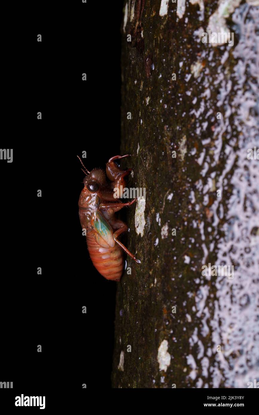 Cicada auf einem nassen Baum mit schwarzem Hintergrund in einer Regennacht in Agumbe Stockfoto