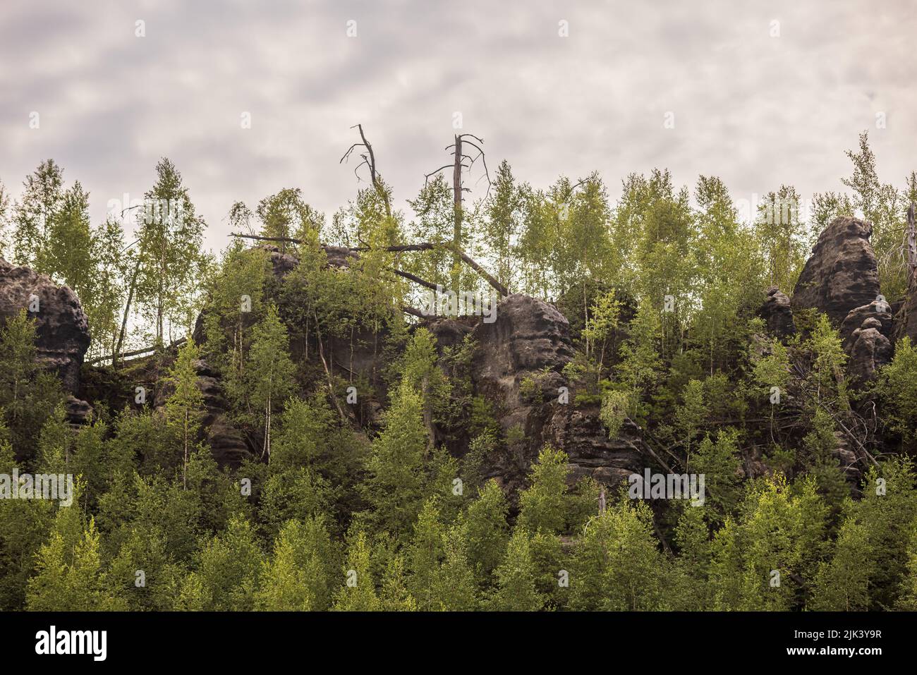 Jetrichovice, Tschechische Republik. 29.. Juli 2022. Im Jahr 2006, am 22. Juli, ereignete sich ein einwöchiger Waldbrand auf dem Havrani Hill in der Nähe von Jetrichovice. Der Hügel wurde dann auf natürliche Weise entwickelt und von Experten überwacht, um zu sehen, wie sich das Gebiet auf natürliche Weise regenerieren würde. Hier ist der Stand der Website vom 29. Juli 2022 zu sehen. Kredit: Vojtech Hajek/CTK Foto/Alamy Live Nachrichten Stockfoto