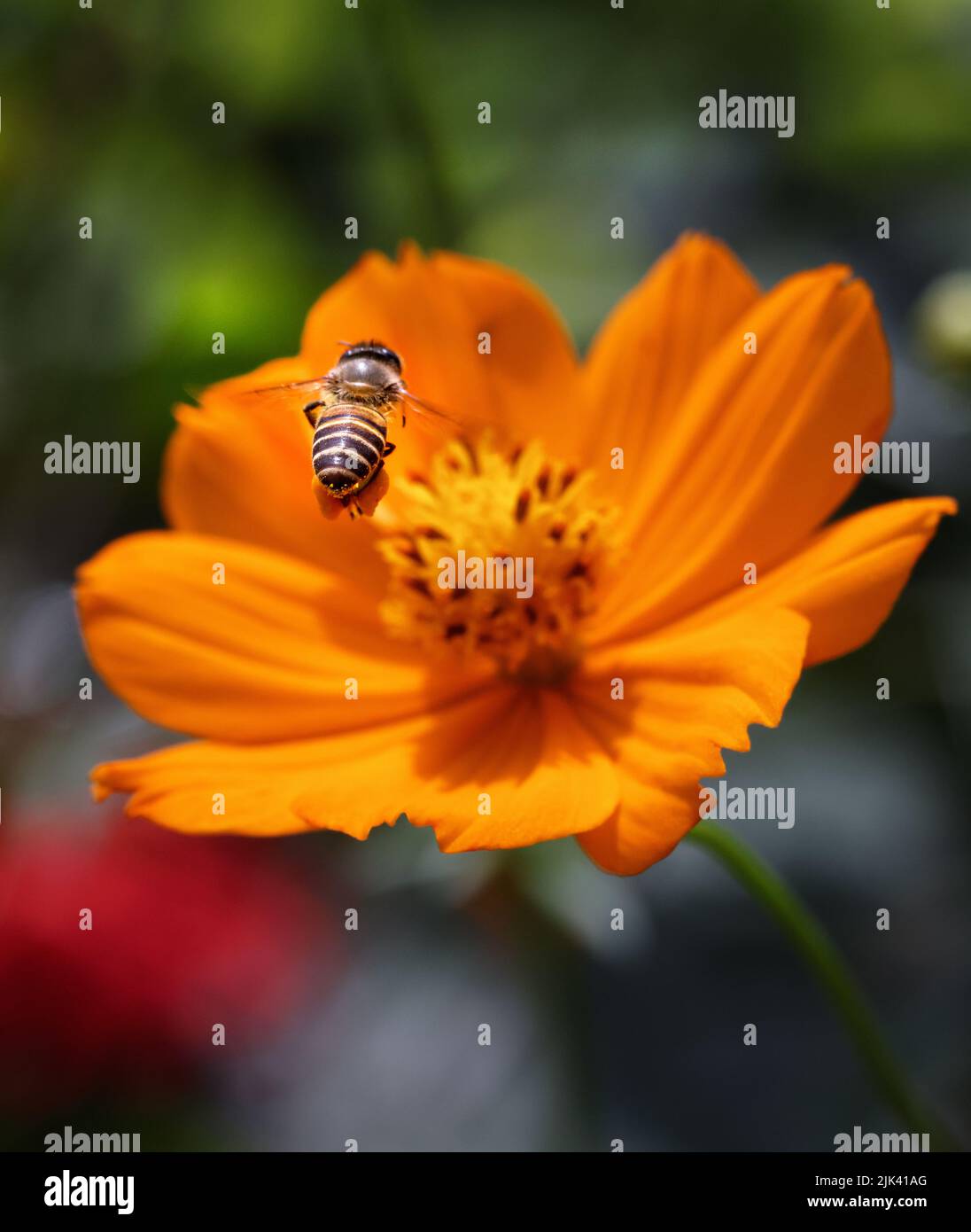 Fliegende Honigbiene sammelt Pollen aus der Blüte. Dieses Foto wurde aus Bangladesch aufgenommen. Stockfoto