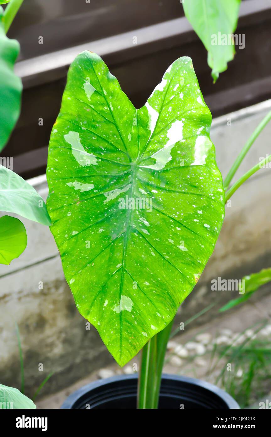 Colocasia midori -Fotos und -Bildmaterial in hoher Auflösung – Alamy