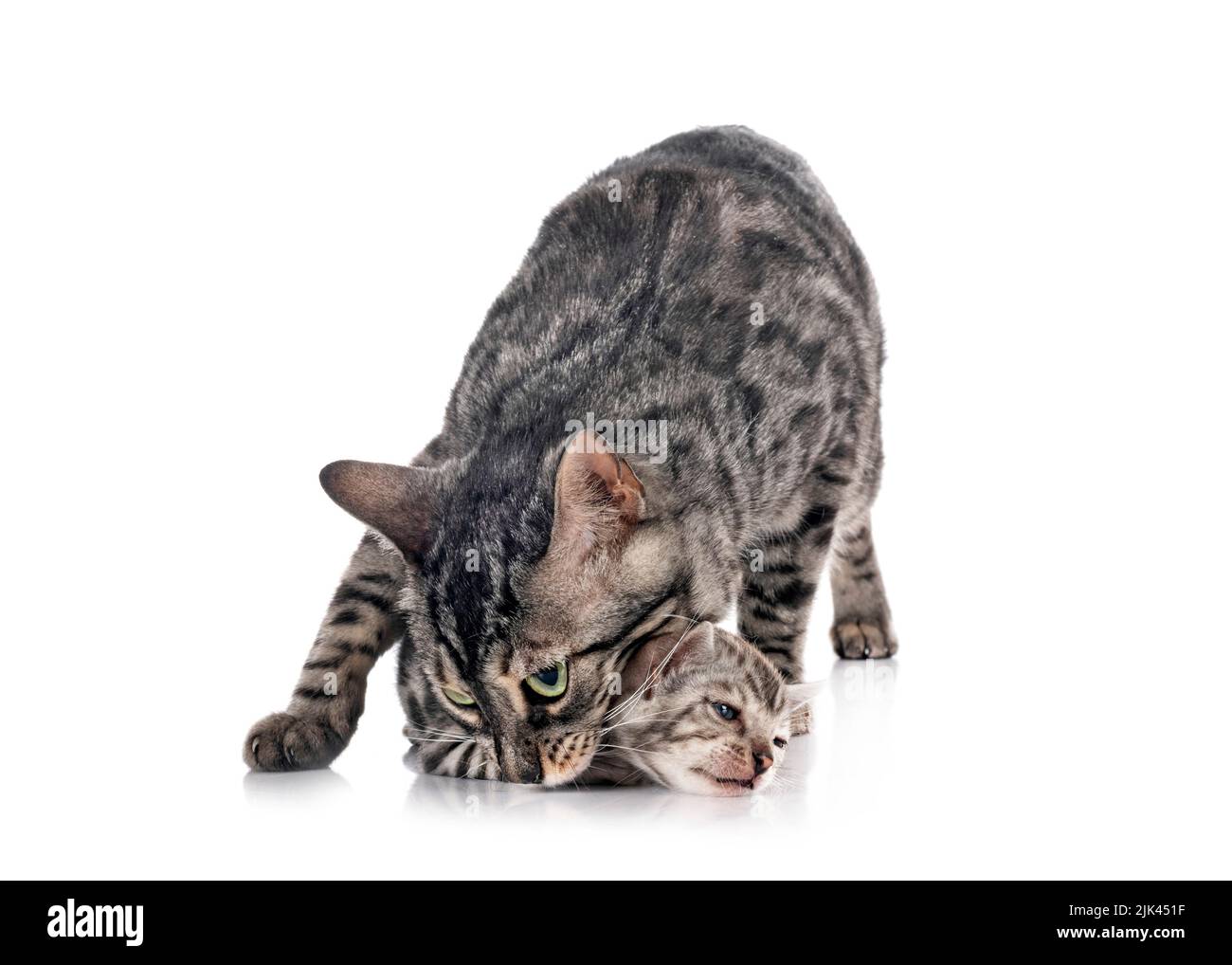 Bengal Katzen vor weißem Hintergrund Stockfoto