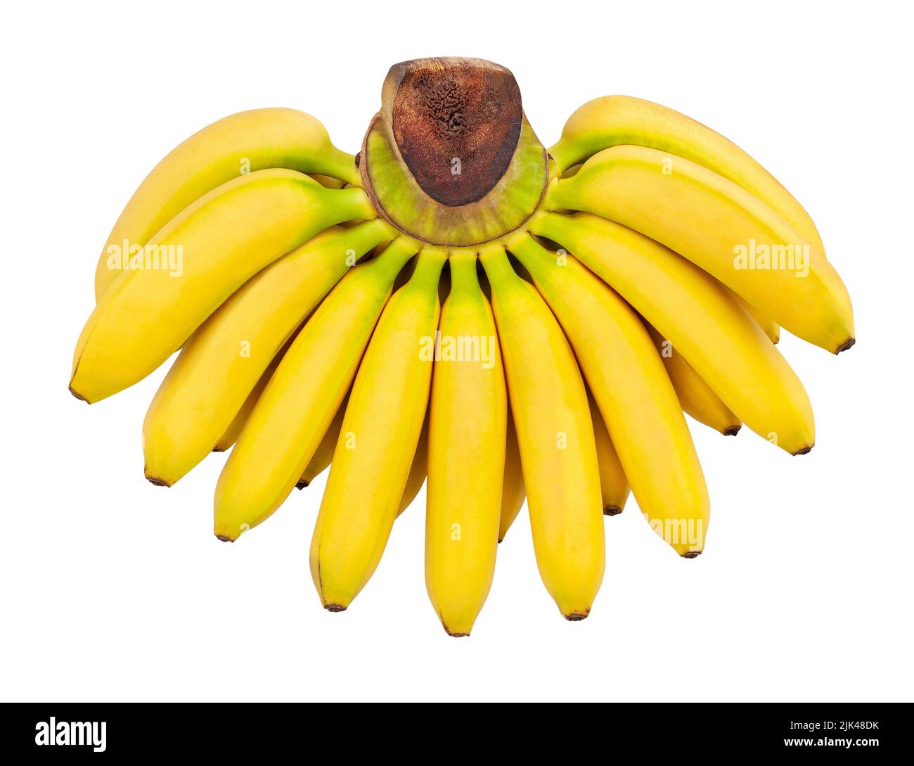 Baby Banane Pfad isoliert auf weißer Draufsicht Stockfoto