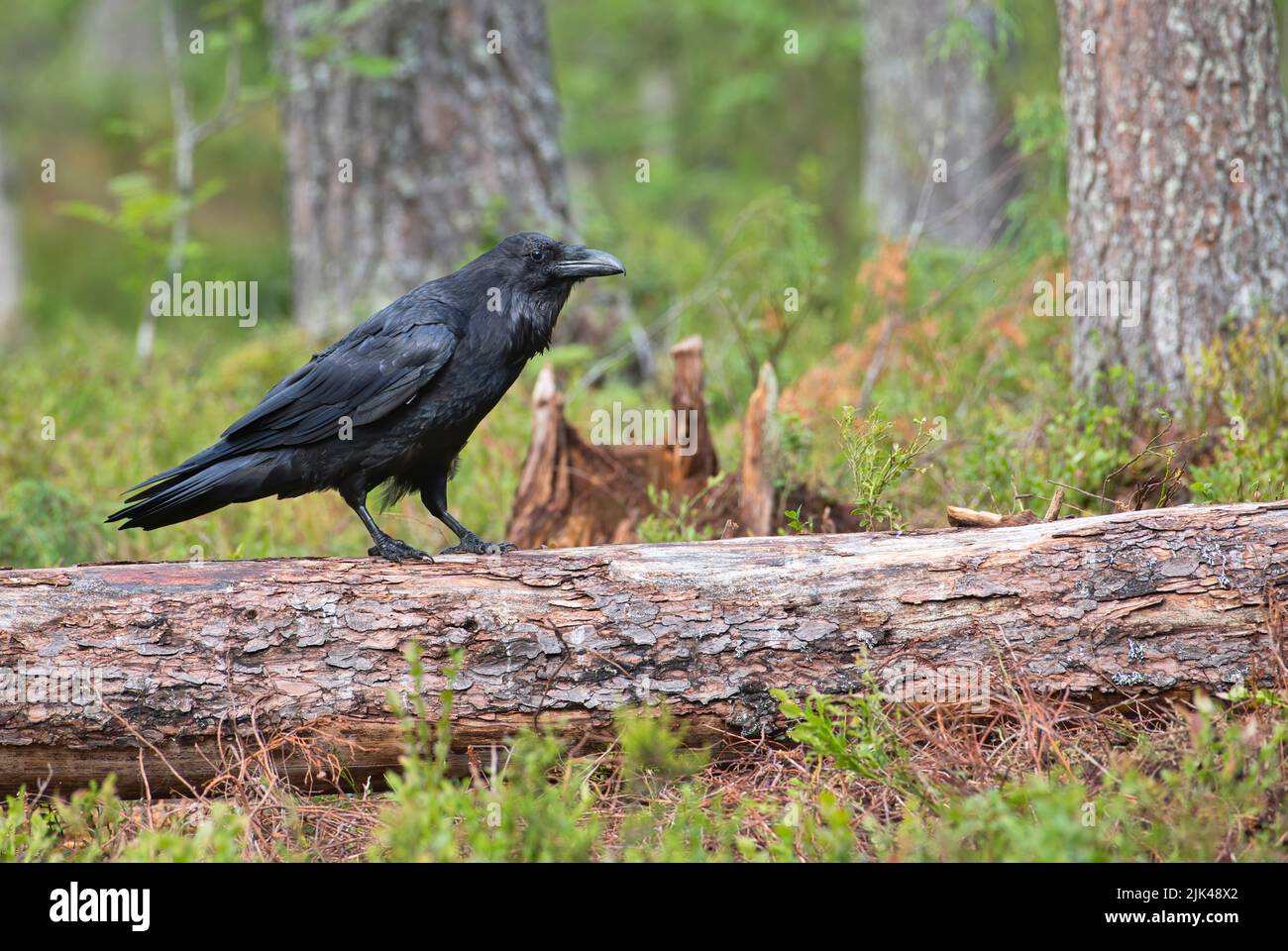 Gemeiner Rabe (Corvus corax) im Taigawald Finnlands Stockfoto